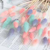 Rabbit Tail Grass Bunny Tails Dried Flowers Lagurus Ovatus Plant Stem 20pcs