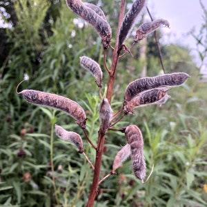 Lupine Seeds