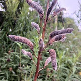 Lupine Seeds