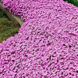 SOFT PINK ROCK Cress Ground Cover Carpet Hardy Perennial Arabis Rosea 10 Seeds