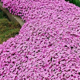 SOFT PINK ROCK Cress Ground Cover Carpet Hardy Perennial Arabis Rosea 10 Seeds