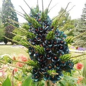 Nr 81 Puya Alpestris Sapphire Tower Seeds 5 Seeds Seeds Zaden Gardenplants