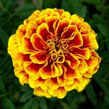 Marigold Seeds,  French Marigold Flower Seeds, 