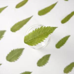 12PCS real Pressed dry leaves, Floral supply for art craft FSS17
