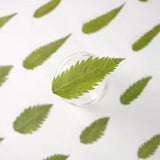 12PCS real Pressed dry leaves, Floral supply for art craft FSS17