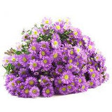 15 Most Beautiful Aster Flowers (Pictures) For Decoration Flower Delivery