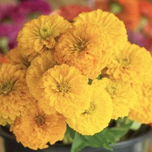 30+ Seeds / Large Dahlia Flowered Golden Yellow Zinnia Seed / Summer Flower / PatioFlower/ Zinnia elegans / (#92)