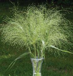 ?????????????? (Panicum) Flower Delivery