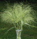 ?????????????? (Panicum) Flower Delivery