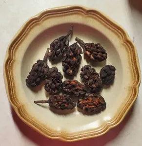 10 Dried Sweetbay Magnolia Seed Pods Cones