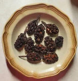 10 Dried Sweetbay Magnolia Seed Pods Cones