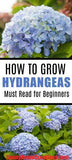 Hydrangea Care and Growing Tips Flower Delivery