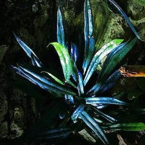 Rare Cobalt Blue Oil Fern ( Microsorum Thailandicum) 20 Spores
