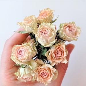 7pcs dried tiny roses, Dried beige pink roses, Dried mini rose flowers for crafts