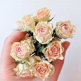 7pcs dried tiny roses, Dried beige pink roses, Dried mini rose flowers for crafts