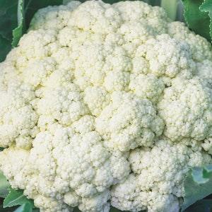 100 Seeds- Organic-Early Snowball Cauliflower heirloom Seeds -(Non GMO )-BRASSICA OLERACEA-Z066