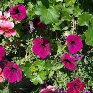 Garden Petunia Cherry Flowers 0.1g - 20 Seeds - Petunia X Hybrida Grandiflora