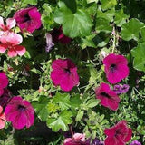 Garden Petunia Cherry Flowers 0.1g - 20 Seeds - Petunia X Hybrida Grandiflora