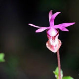 Fairy Slipper Flower Essence