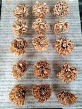 LOT (15) Sola Wood Dried Flower Tan Lt. Brown Caramel 3 1/2" (Lot #52) Rustic