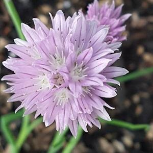 Wild Ornamental Allium Flower Seeds Canada, Perennial Chive Seeds Canada, Cold Hardy Zones 2 3 4, Pink & Purple Wildflower, Edible Plant