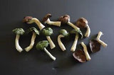 Dried Decor Mushrooms for Decorations or Crafts