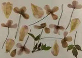Natural Dried Pressed Flowers And Leaves For Home Decoration Artwork Crafts