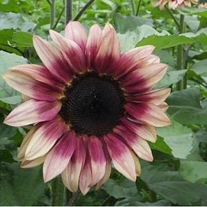 ProCut? Plum F1 Sunflower Seeds, Bi Color Sunflowers, Single Stem Cut Flowers, 25 Seeds // Non GMO, helianthus annuus