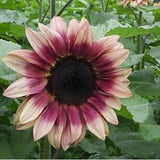 ProCut? Plum F1 Sunflower Seeds, Bi Color Sunflowers, Single Stem Cut Flowers, 25 Seeds // Non GMO, helianthus annuus