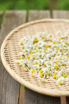 eating and drinking a large bouquet of small flowers... Flower Delivery