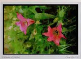 Wild Flowers Plants 013062 Pink Lily Tulips Ltd Ed A3 Watercolour Print