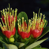 Rare New Caledonia Flower Shrub 10 Seeds