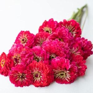 50 GIANT Scarlet Queen Dahlia ZINNIA SEEDS non gmo cut flower bouquet florist Dizzy Bees Urban Garden