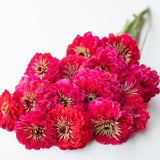 50 GIANT Scarlet Queen Dahlia ZINNIA SEEDS non gmo cut flower bouquet florist Dizzy Bees Urban Garden