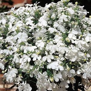 100 Pcs  Lobelia Pendula White Lady Cascade Seeds-Trailing Lobelia Erinus-Regatta White-Erinus White Lady Seeds-Beautiful Annual-/  (FL417)