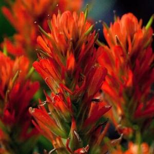 INDIAN PAINTBRUSH Castilleja Coccinea Orange Red Wildflower Perennial 10 Seeds