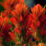 INDIAN PAINTBRUSH Castilleja Coccinea Orange Red Wildflower Perennial 10 Seeds