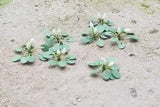 MP SCENERY 10 Water Lilies N Gauge Farm Flowering Plants Railroad Layout N Scale