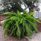 ORNAMENTAL ASPARAGUS FERN Densiflorus Meyeri Trailing Houseplant, 3 Large Rare Seeds