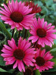 Echinacea 'Fatal Attraction' Flower Delivery