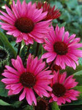 Echinacea 'Fatal Attraction' Flower Delivery