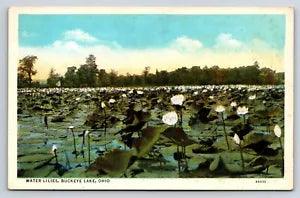 Postcard Water Lilies, Buckeye Lake, Ohio