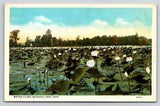 Postcard Water Lilies, Buckeye Lake, Ohio