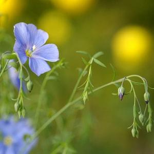Blue Flax Flower Seeds Canada, Linum Perenne, Zone 5 Perennial, Blue Flower Seeds, Zone 3 Annual, Wildflower Garden Seeds + Gift