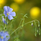Blue Flax Flower Seeds Canada, Linum Perenne, Zone 5 Perennial, Blue Flower Seeds, Zone 3 Annual, Wildflower Garden Seeds + Gift