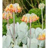 Cotyledon Seeds Mix Pack - Succulent Seeds