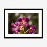 Orchid Flower, Purple - Fine Art Flower Photography Print - Wall Decor