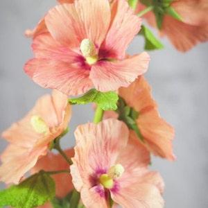 Mallow. Mallow from polymer clay. Mallow flowers. Clay flowers. Real touch flowers.