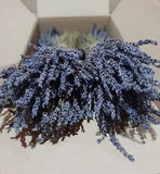 Greek Dried Lavender Bunch 1200 stems 300*4 bunches 32cm Organic Harvest 2023