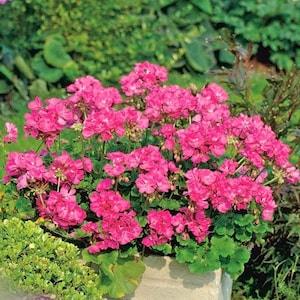 Lavender Zonal Geranium Pink Flowers 10 Seeds - Pelargonium Hortorum